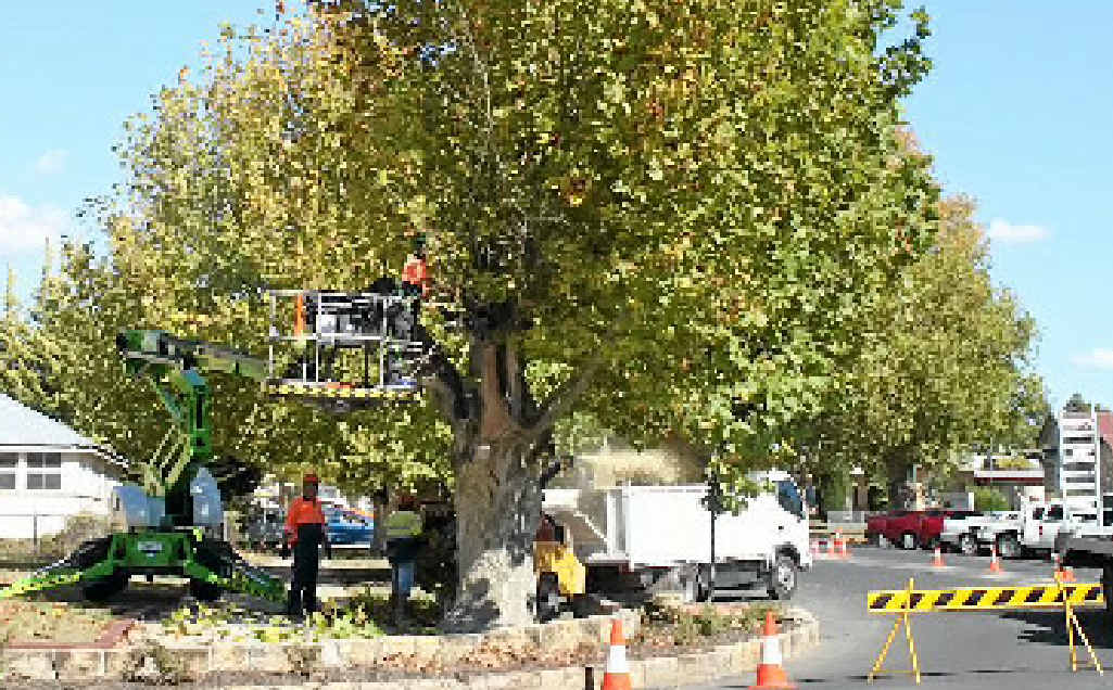 Several London plane trees on Guy St were removed after a health check found they were rotten in the centre and were a danger to the public. Several London plane trees on Guy St were removed after a health check found they were rotten in the centre and were a danger to the public.